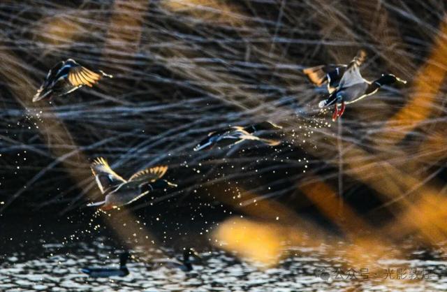 【冬天的野麻湾】阳关雪及野麻湾的飞鸟