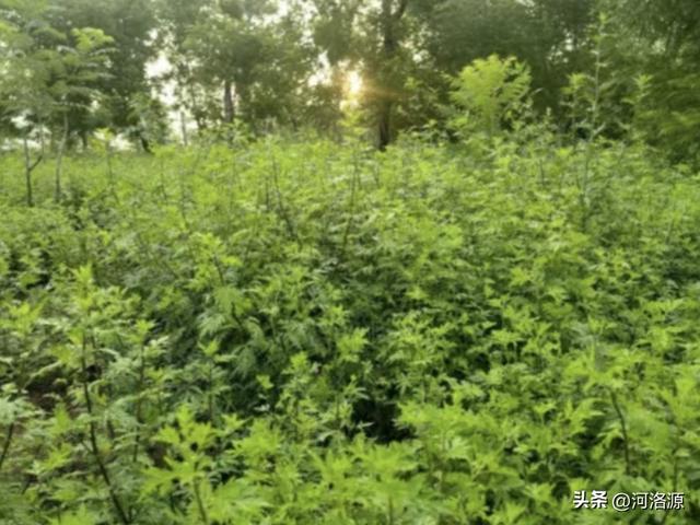 巩义延寿山菊园秋色