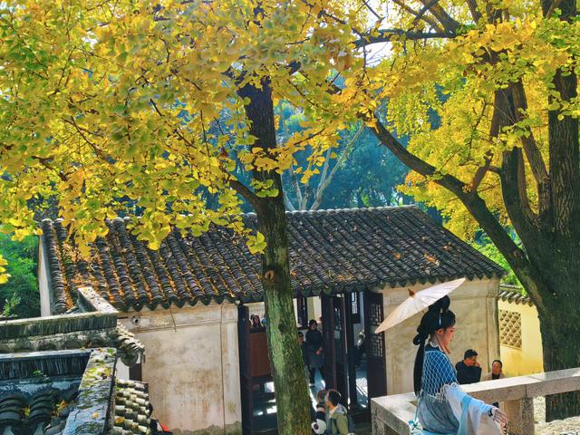 银杏鎏金，满城秋意关不住