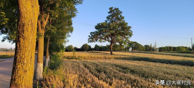 她姨的瓜子儿早饭