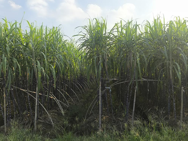 游在鹰潭 | 周末采摘指南！甘蔗清甜、草莓香甜，限定甜蜜等你来【全球学子嘉游赣 奇绝鹰潭逍遥游】
