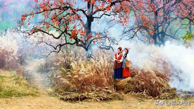 彬州市罗店村：红色染秋山 八方游客聚此共赴“盛柿之约”