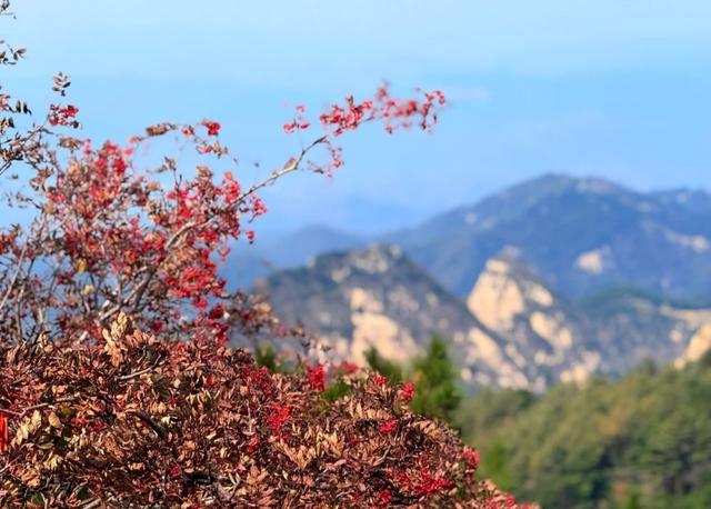 “岱”您观岳丨云萦峰，楸点红