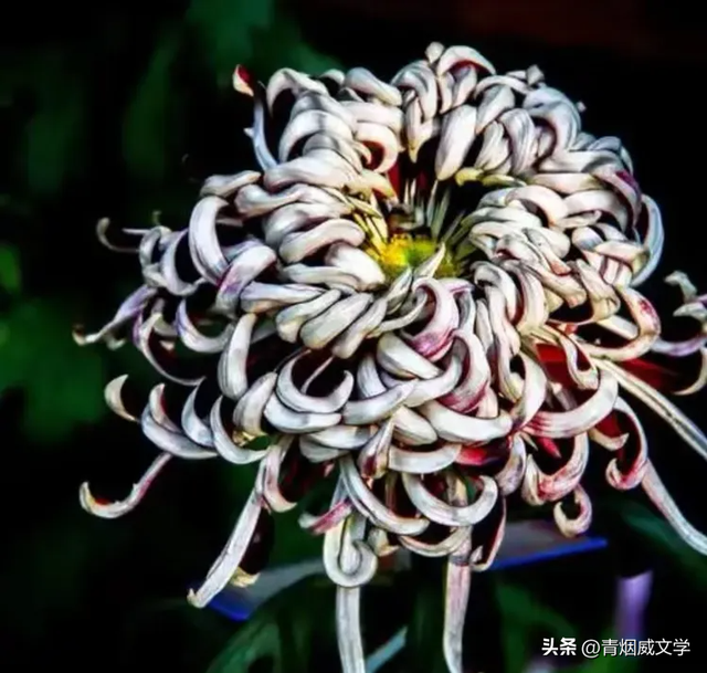 趵突菊韵 锦绣泉城