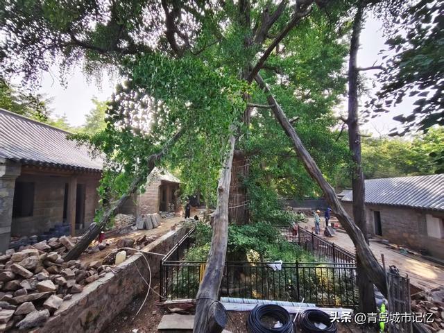六百年历史的浮山荒草庵开始重修，曾被德国侵略者誉为最美的景点