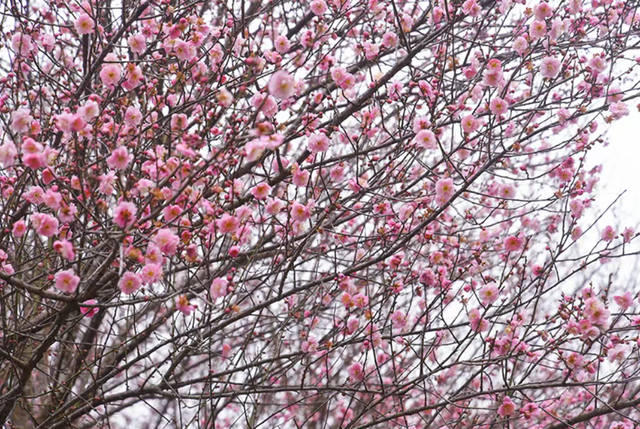 百余亩古梅盛放！除了林阳寺，福州这里也很“梅”好