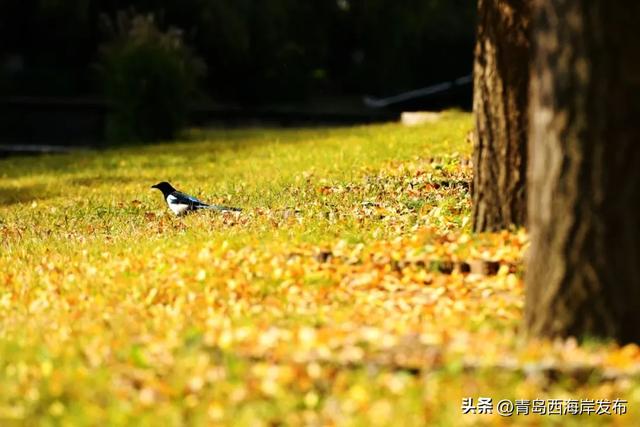 走不出这画了，我已被西海岸的秋景迷倒 🥹