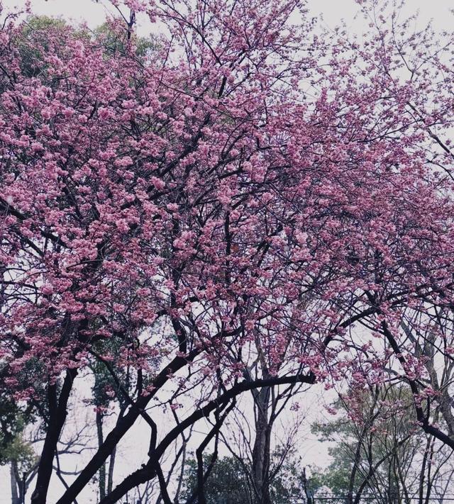 鼋头渚樱花节3月1日启幕