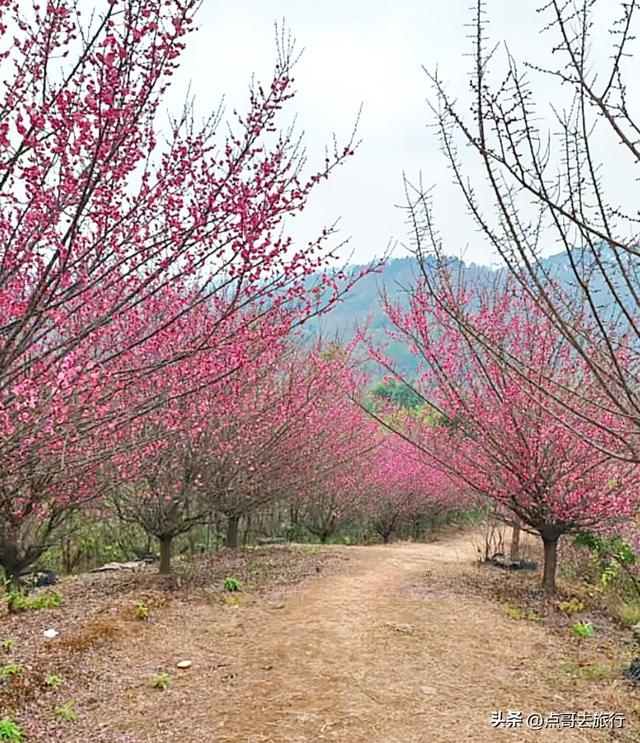 成都山地红梅开花了，粉红云霞铺天盖地，非常震撼，免费！