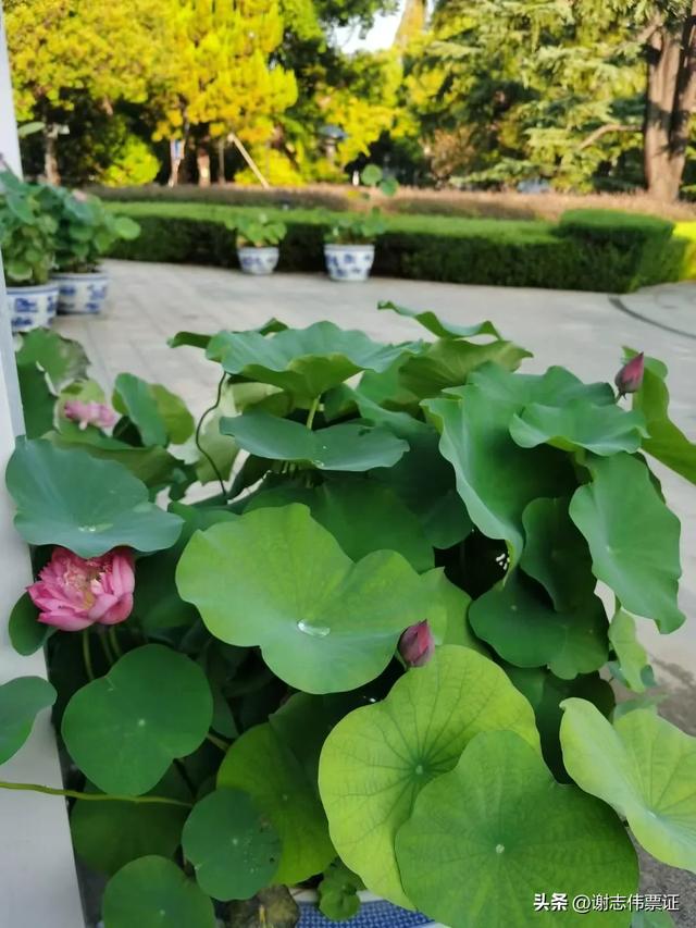 用荷花点缀空旷的陆地