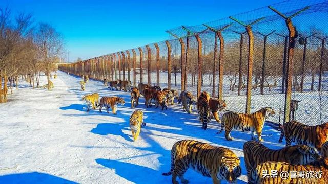 探秘北境奇境：哈尔滨北方森林动物园攻略
