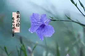 伤寒六经临床应用心得无保留分享干货4图片