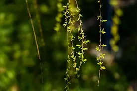 何芳：三月的召唤与馈赠图片