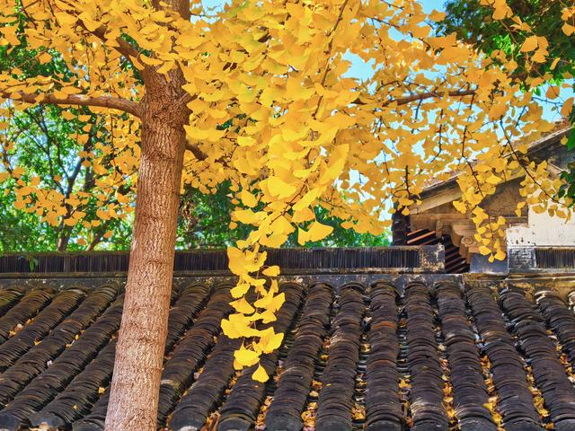 银杏鎏金，满城秋意关不住