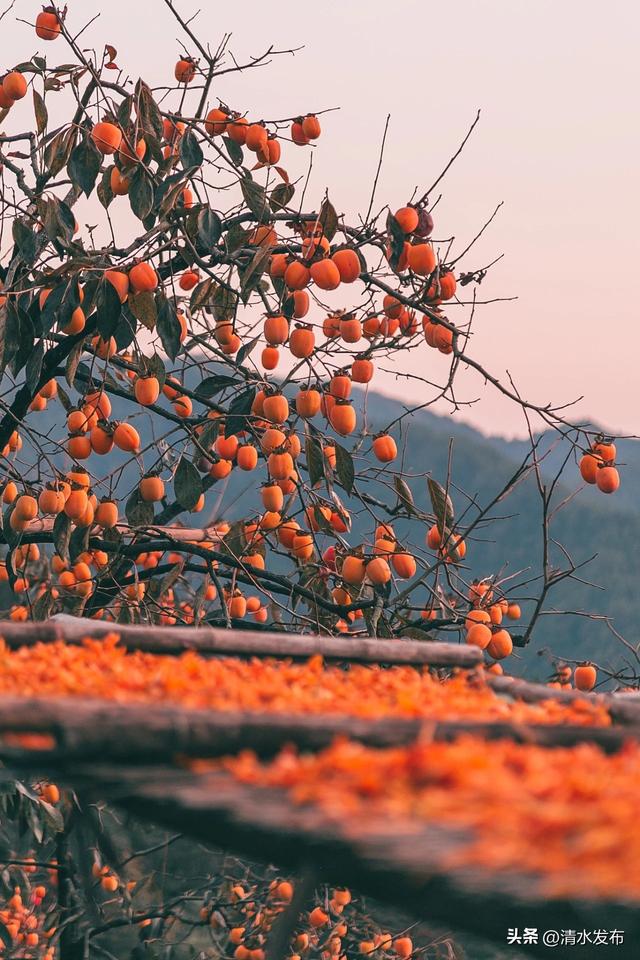 图 | 霜染秋色 柿柿如意