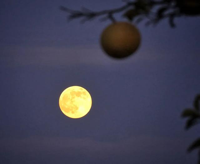 橘子洲，又见橘红染湘江