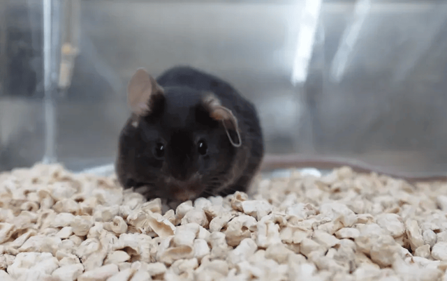 上天小鼠等您赐名，创意无限共谱航天佳话