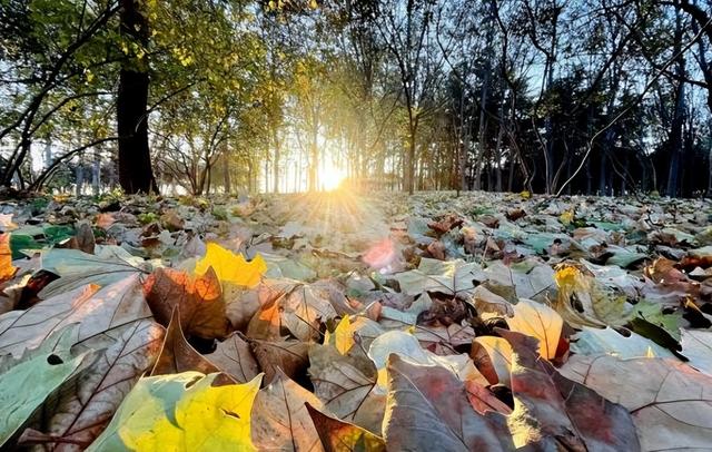 【潍坊寿光】菜乡冬韵：诗意初冬 五彩斑斓