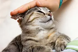 养猫久了才明白，原来你摸“猫咪头”时，在猫眼里，有这6个意思图片