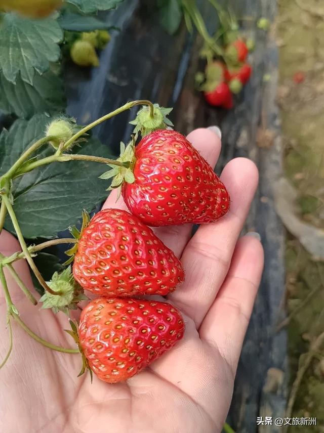 冬日“甜妹”C位出道！新洲草莓采摘指南来啦~