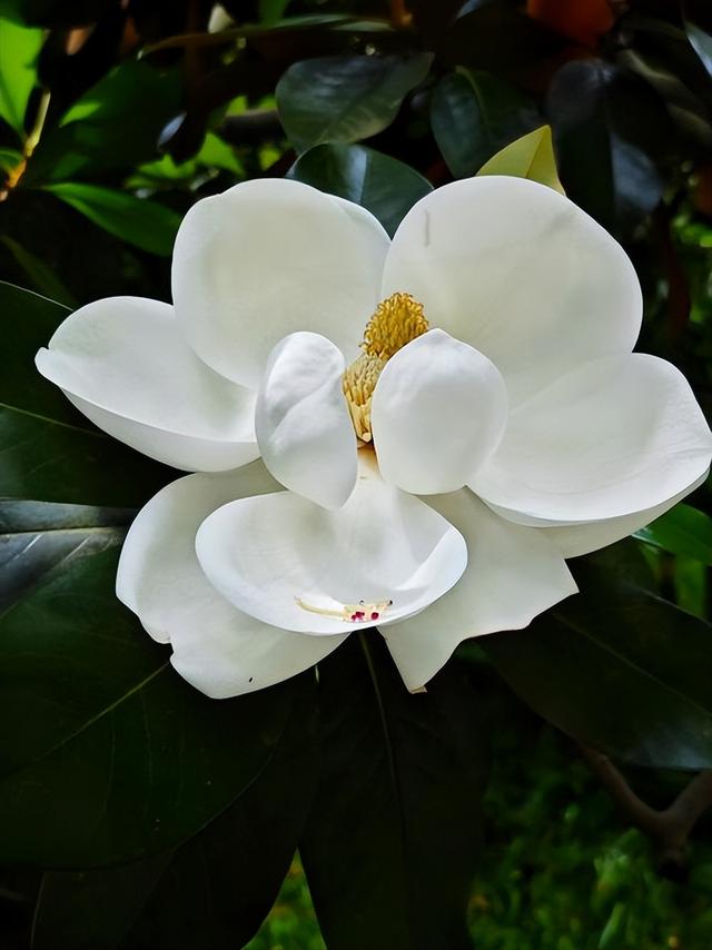 西安城区绝美玉兰花盛开！古刹红墙映白雪，人少还免费！特出片