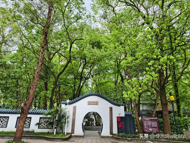 成都古镇（15）郫县唐昌古镇崇宁公园·大椿巷