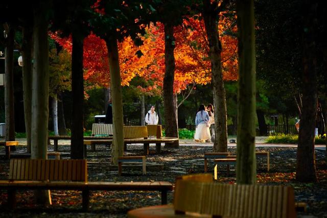 实拍！海淀“莫奈花园”已开启五彩斑斓“童话模式”