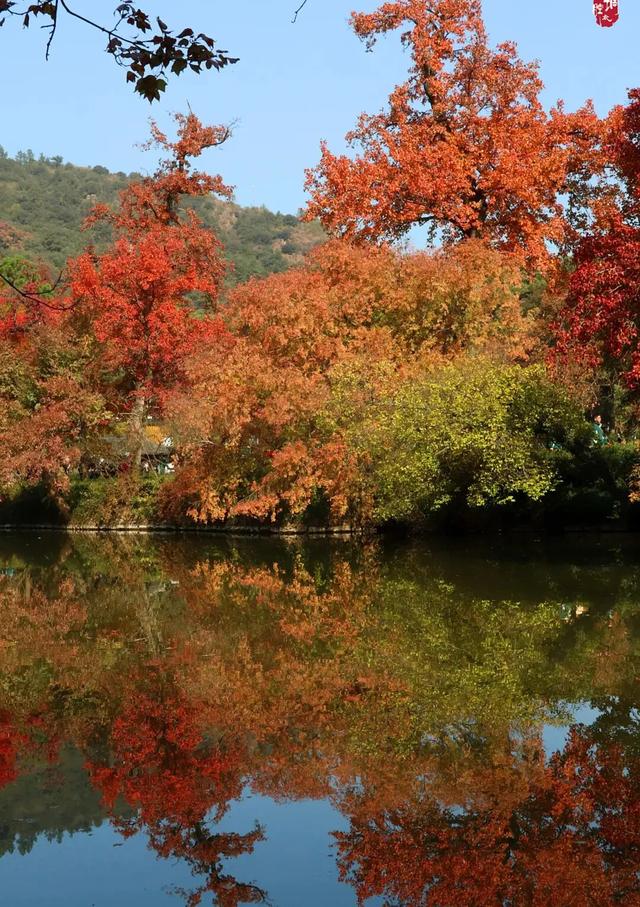 抓住秋天的尾巴！出发苏州这5个赏秋圣