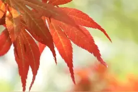 尿毒症瘙痒症将迎来曙光:新药盐酸纳呋拉啡将有效终结瘙痒噩梦！图片