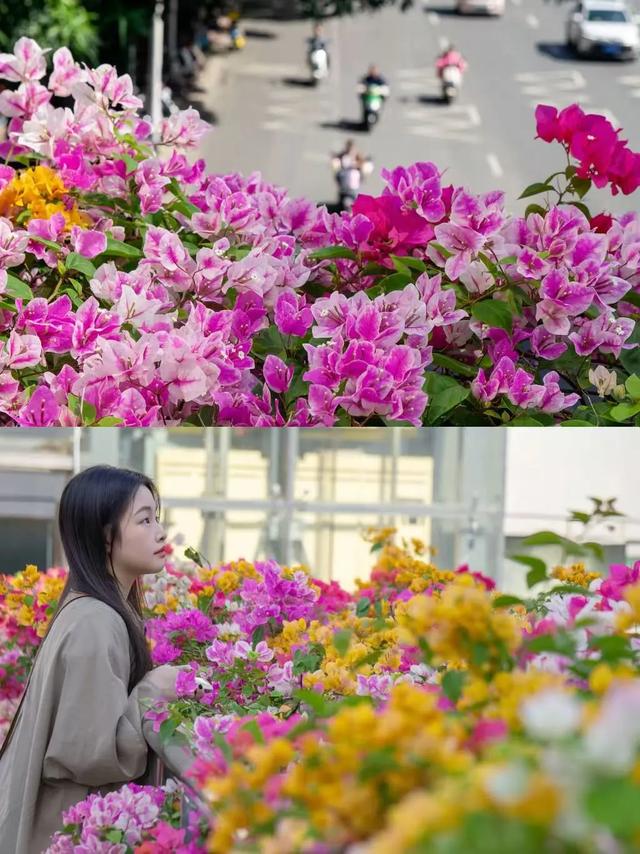 广西的冬天像是倒放的春天！三角梅天桥“火出圈”，还有一场叶子花盛宴来了……