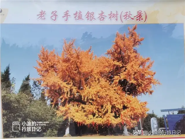 陕西古树，真的“封神”了！第二弹：秋天必看系列，最意外是它？