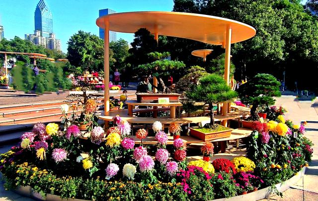 中山公园的菊花