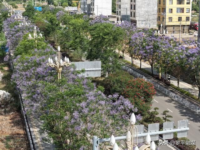 初夏限定！蓝花楹开满枝头，解锁罗平的紫色治愈风景