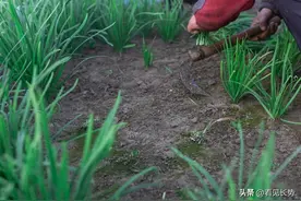 韭菜三不割！老把式教你养根诀，越割越旺图片