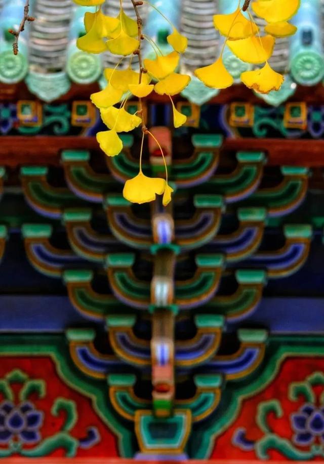 秋天的河南，金灿灿！