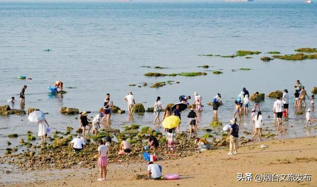 【乐游烟台】爆桶秘籍！烟台赶海zui全攻略速看→