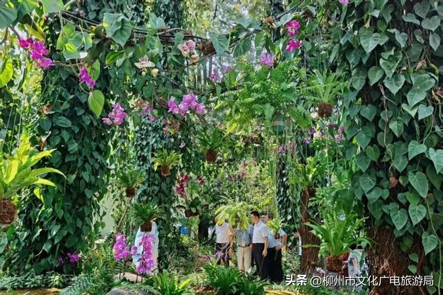 不出远门一样精彩！柳州各大公园日程表出炉，照着玩就对了→