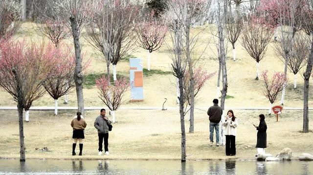 淮阳森林公园 · 梅园——花开正浓，香气四溢