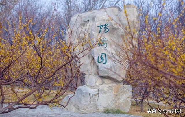 山东的第一波蜡梅开啦！快来邂逅这份冬日限定的浪漫