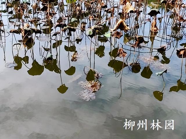 柳州市都乐公园柳湖“残荷听雨”别有韵味