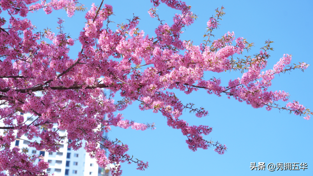 冬日美景在五华｜在暖冬赴一场粉色的冬樱花之约