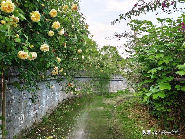 成都玫瑰、月季花开爆了，免费才最美，采摘玫瑰低至1元，划算！