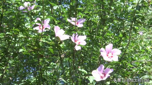 早上去儿童公园了吗?木槿花开,满眼皆夏!