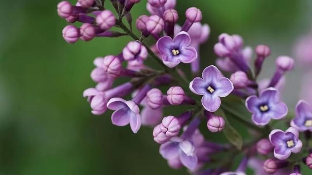 属猪人	，不适合在一起的四生肖