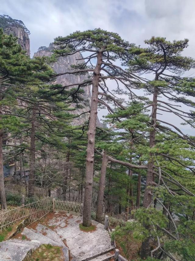 漫步黄山松掩山丛树杪，云隐仙踪徒步蹬道千阶