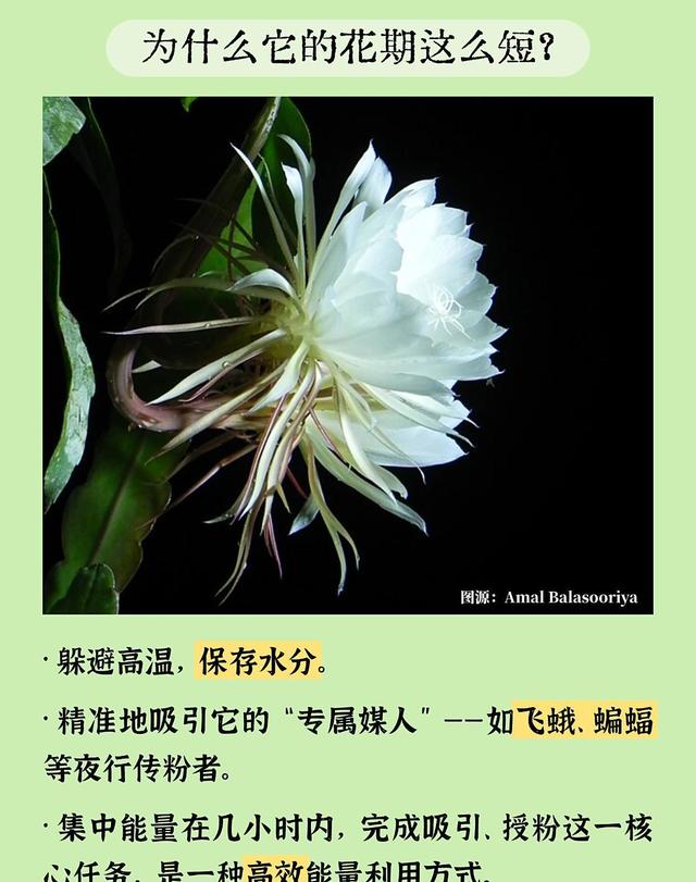 成语里的科普之昙花一现：黑夜中的悄然绽放