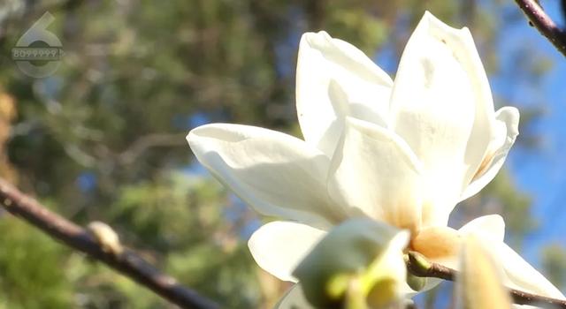 白玉兰绽放、松鼠互动体验，这里有点好玩哦