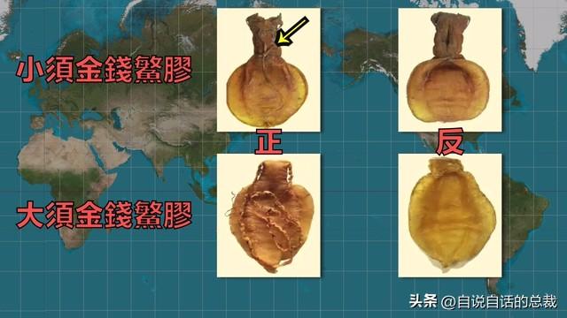 花胶的升值 2026年花胶价值