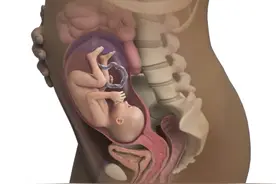 怀孕多少周进入孕中期？准妈妈必知的那些事儿图片