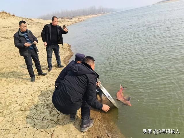 2006年长江惊现“美人鱼”，重庆渔民误捕一条，专家：出水必死